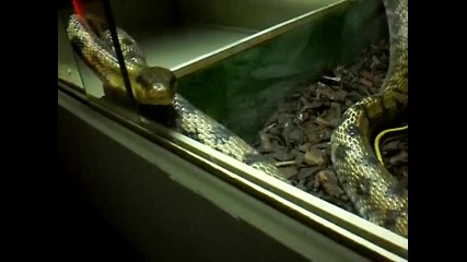 terrarium Anaconda/ Plovdiv