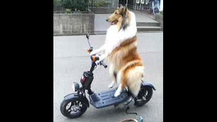 Funny Pics