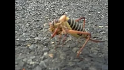 насекомо на пътя