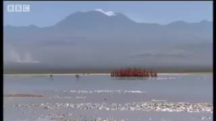 Massive volcanoes & Flamingo colony - Wild South America - Bbc 