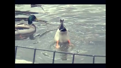 Срамежлива патица