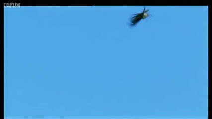 Birds flying over Cape Highlands - Wild Africa - Bbc 