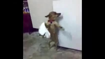 Куче играе хоро