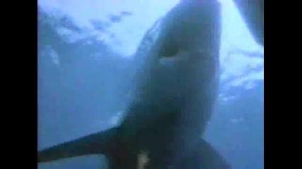 Shark attack_2