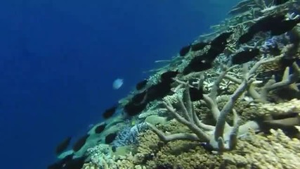 Животът в морето (hd)