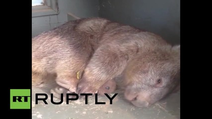 Australia: Depressed wombat finds solace in cuddly toy