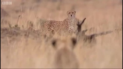 Lioness vs Cheetah - Big Cat Diary - Bbc 