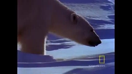 Майките полярни мечки и техните малки