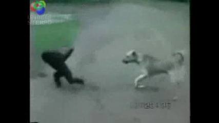 Маймуна Се Ебава Много С Куче