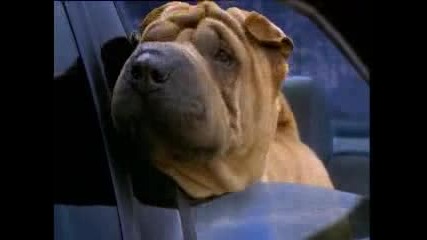 Bulldog Audi