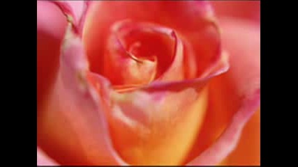 Roses And Loreena McKennitt