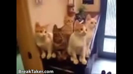 Хипнотизирани Котки