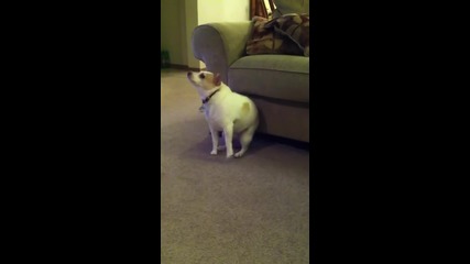 Куче танцува на песента на Еминем - " Shake That "