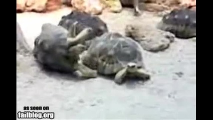 Turtle Sex Fail 