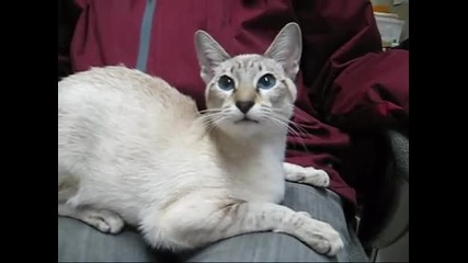 Котката Нуну