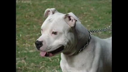 Pitbull The Best Dog 