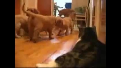 Кученца vs. котка 