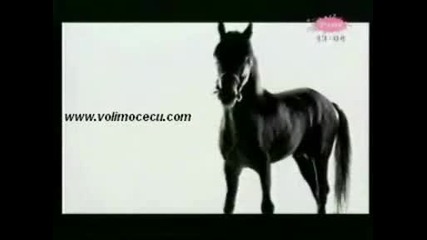 Цеца - Пиле