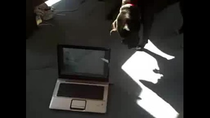 Куче си говори с друго по skype