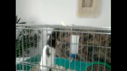 Интелигентните акробати 