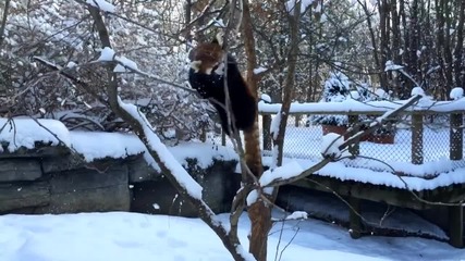 Червена панда се радва на снега