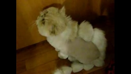 Сиамска котка