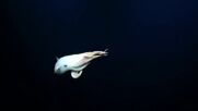 Заснеха рядък октопод Дъмбо край Хавайските острови (ВИДЕО)