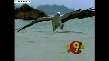 Морски Орел Хваща Змия