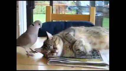 Гълъб се за заяжда с котка