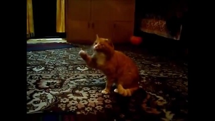 Котка я хваща кихавица