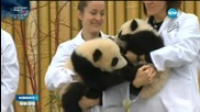 Канадският премиер даде имената на две гигантски панди