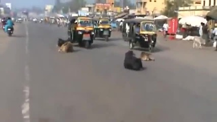 Хаос по индийските улици