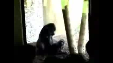 Извратени Маймуни