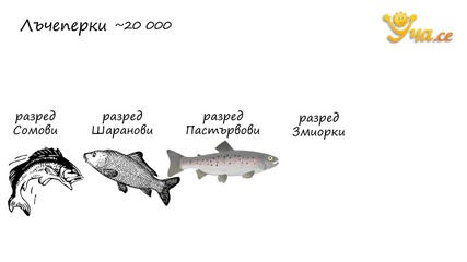 Уча.се - Многообразие на рибите. - Биология - 8 клас