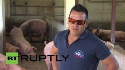 Spain: Pigs enjoy air-conditioning and classical music at five-star farm