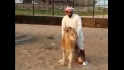 луд арабин язди лъв