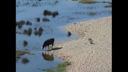 Крава на плажа в Синеморец! ;д