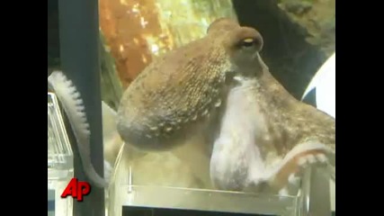 Octopus Oracle Paul Predicts Germany for 3rd Place in Fifa world cup 2010