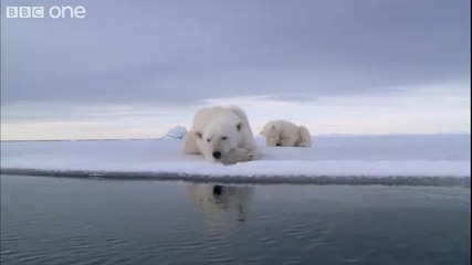 полярни мечки снимани със скрита камера 