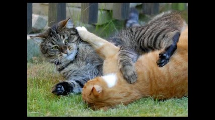 Котки