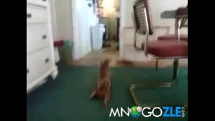 Бебе И Куче