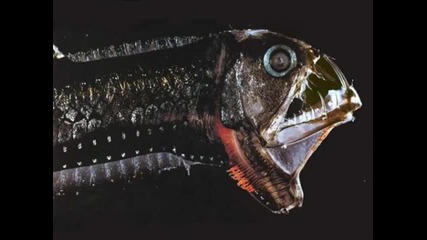 most Amazing and Bizarre Deep Sea Creatures
