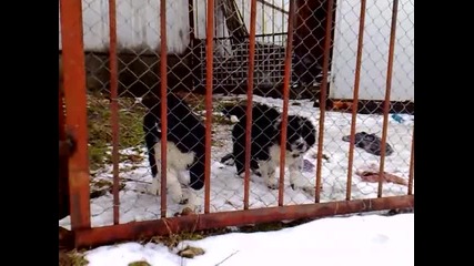 Шива и Чобан ( каракачанско куче ) на 2 месеца 