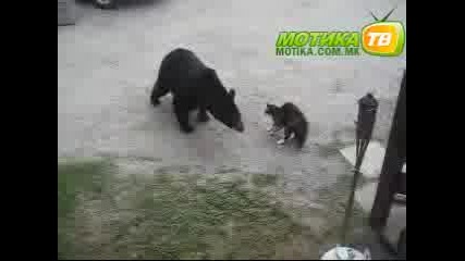 Безстрашен Котарак 