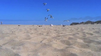 Как се хваща чайка на плажа