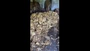 СДВР иззе голямо количество тютюн без платен акциз