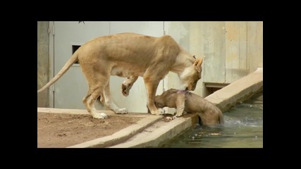 Мама удари лъвче във водата