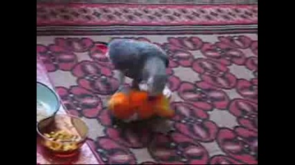 Игра С Пепелник На Пода
