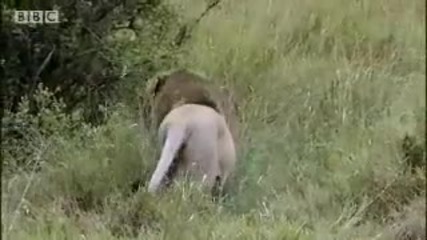 King lion under attack - Bbc wildlife 