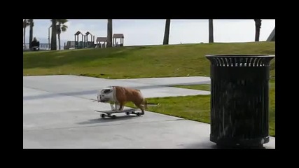 Куче, което кара skateboard